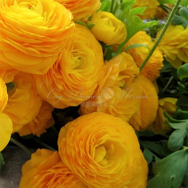 Лютик (Ранункулюс) желтый / Ranunculus Yellow — фото 5