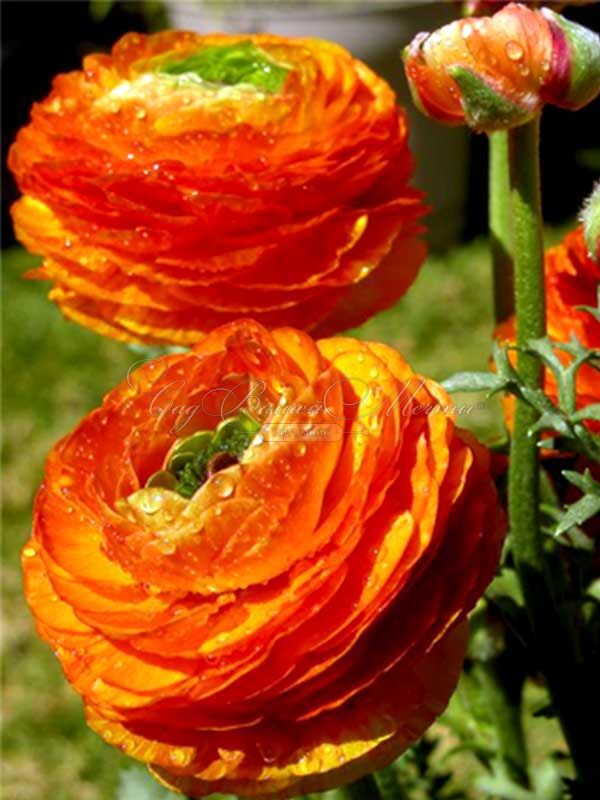 Лютик (Ранункулюс) оранжевый / Ranunculus Orange — фото 3