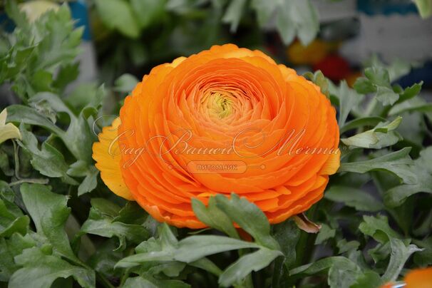 Лютик (Ранункулюс) оранжевый / Ranunculus Orange — фото 5