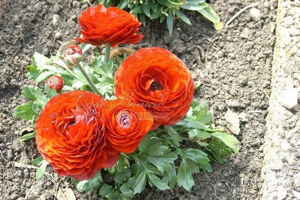 Лютик (Ранункулюс) оранжевый / Ranunculus Orange — фото 6