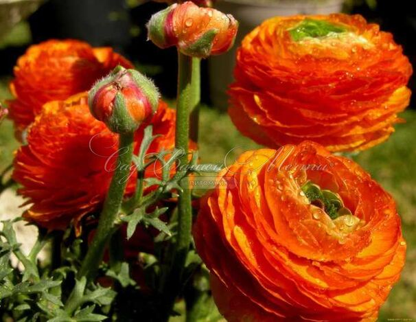 Лютик (Ранункулюс) оранжевый / Ranunculus Orange — фото 7