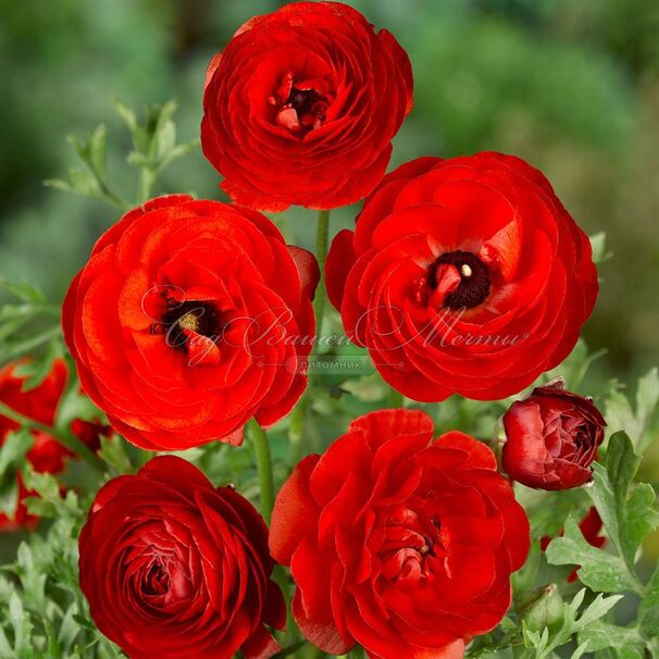 Лютик (Ранункулюс) красный / Ranunculus Red — фото 2