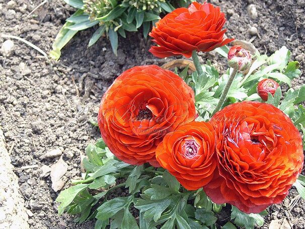 Лютик (Ранункулюс) красный / Ranunculus Red — фото 3