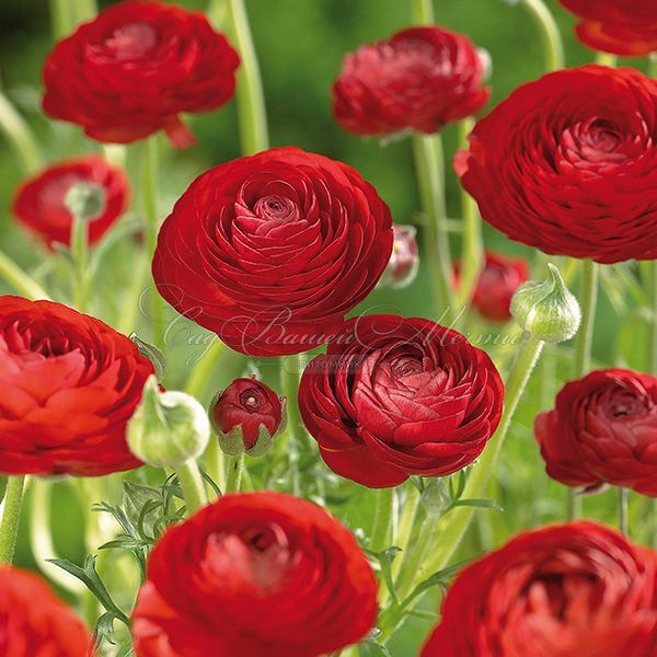 Лютик (Ранункулюс) красный / Ranunculus Red — фото 4