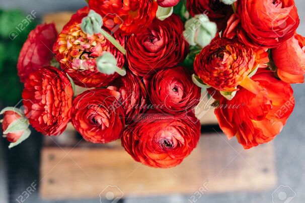 Лютик (Ранункулюс) красный / Ranunculus Red — фото 5