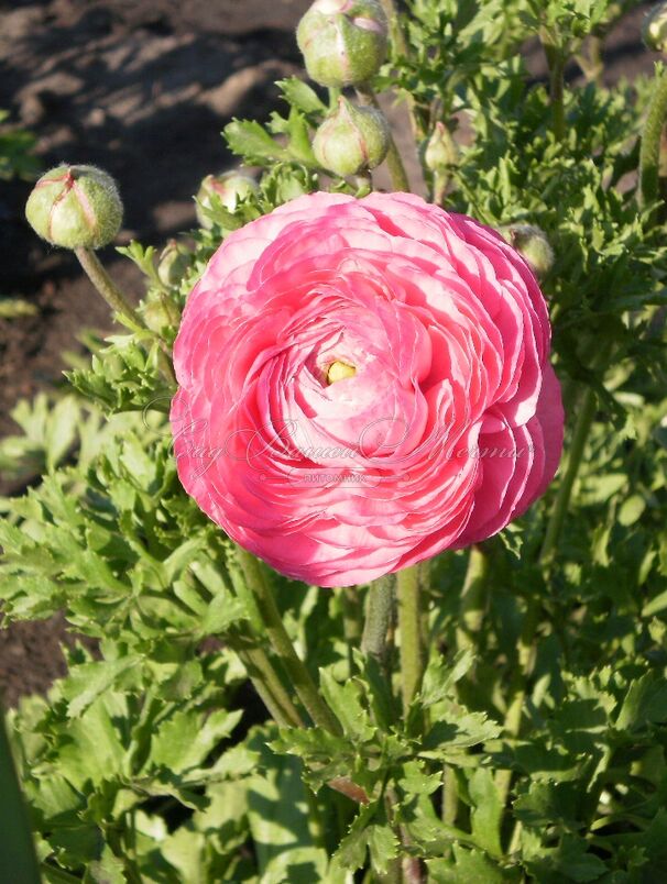 Лютик (Ранункулюс) розовый / Ranunculus Pink — фото 2