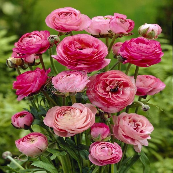 Лютик (Ранункулюс) розовый / Ranunculus Pink — фото 3