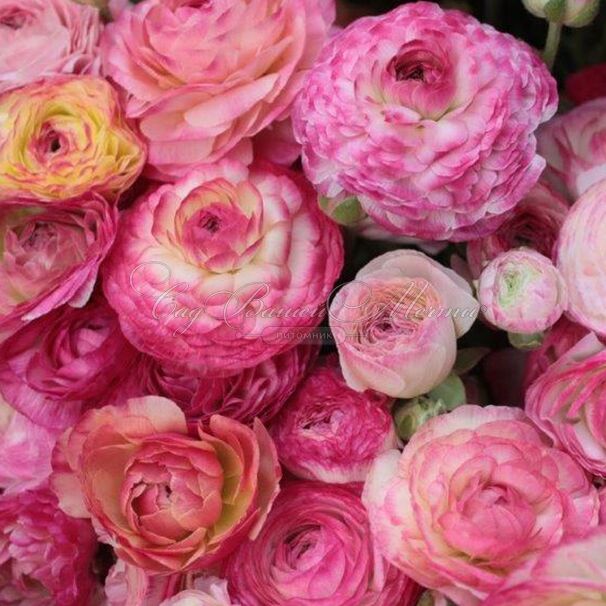 Лютик (Ранункулюс) розовый / Ranunculus Pink — фото 4