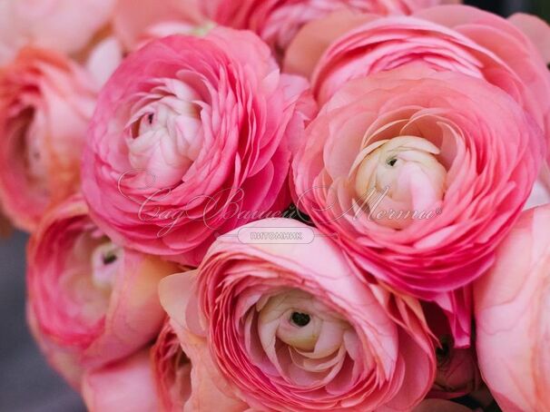 Лютик (Ранункулюс) розовый / Ranunculus Pink — фото 7