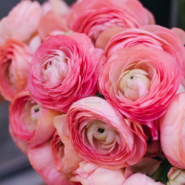 Лютик (Ранункулюс) розовый / Ranunculus Pink — фото 8