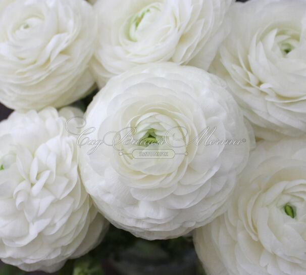 Лютик (Ранункулюс) белый / Ranunculus White — фото 6