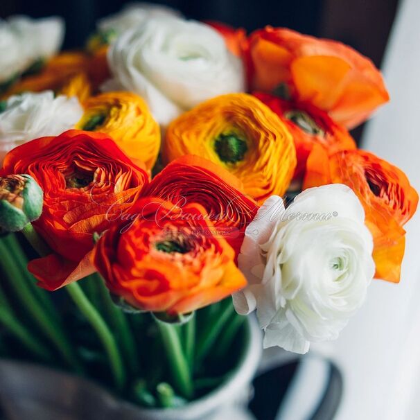 Лютик (Ранункулюс) микс / Ranunculus Mix — фото 7