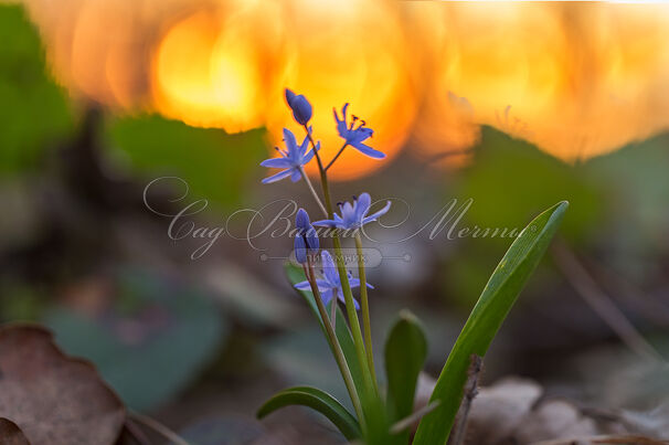 Пролеска (Сцилла) двулистная / Scilla bifolia — фото 2