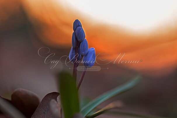Пролеска (Сцилла) двулистная / Scilla bifolia — фото 3