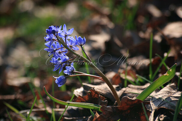 Пролеска (Сцилла) двулистная / Scilla bifolia — фото 4