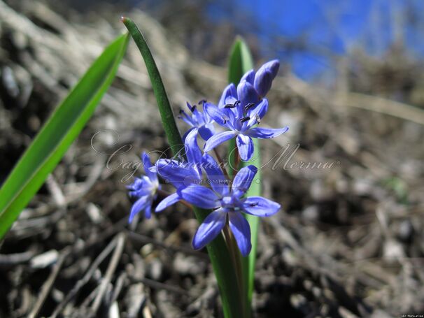 Пролеска (Сцилла) двулистная / Scilla bifolia — фото 5