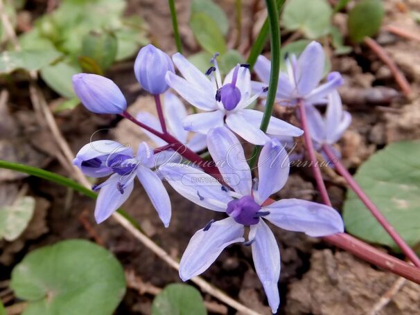 Пролеска (Сцилла) двулистная / Scilla bifolia — фото 6