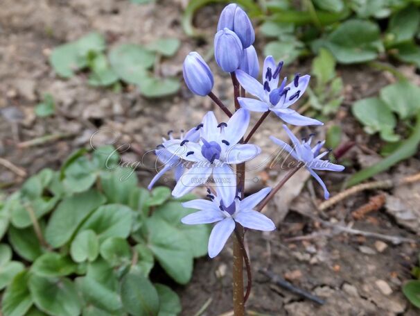 Пролеска (Сцилла) двулистная / Scilla bifolia — фото 7