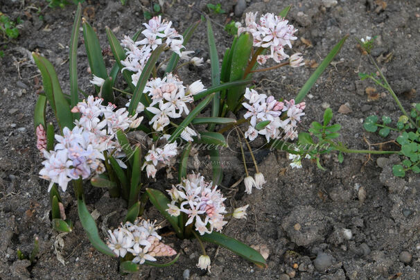 Пролеска (Сцилла) двулистная Розеа / Scilla bifolia Rosea — фото 2