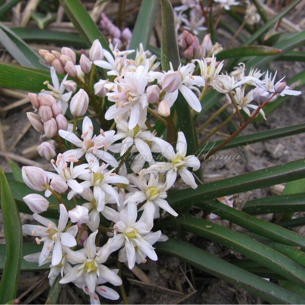 Пролеска (Сцилла) двулистная Розеа / Scilla bifolia Rosea — фото 3