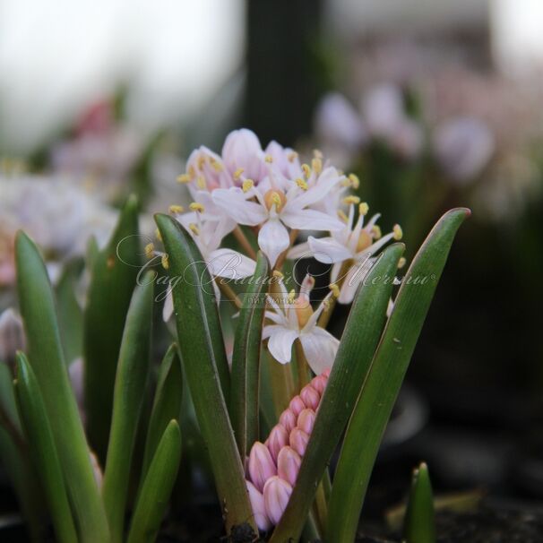 Пролеска (Сцилла) двулистная Розеа / Scilla bifolia Rosea — фото 4