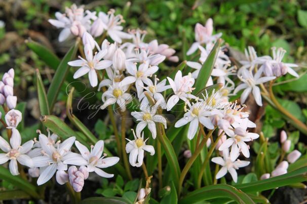 Пролеска (Сцилла) двулистная Розеа / Scilla bifolia Rosea — фото 5