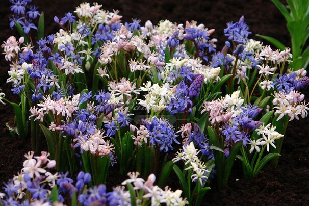 Пролеска (Сцилла) двулистная / Scilla bifolia Mix — фото 2