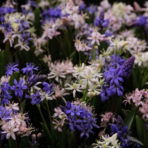 Пролеска (Сцилла) двулистная / Scilla bifolia Mix — фото 3