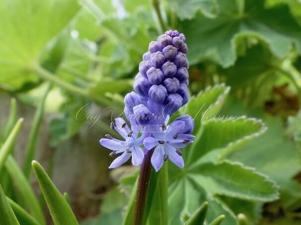 Пролеска (Сцилла) Литардье / Scilla litardierei — фото 3