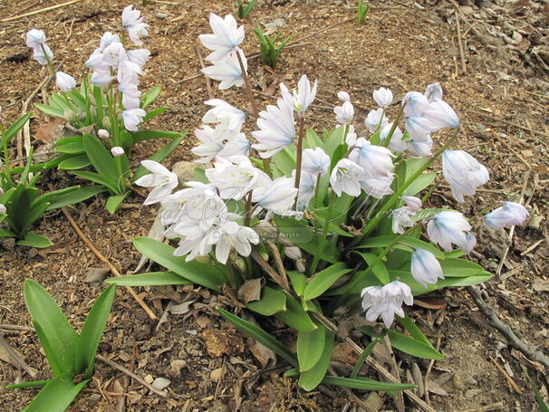 Пролеска (Сцилла) Мищенко / Scilla mischtschenkoana — фото 3