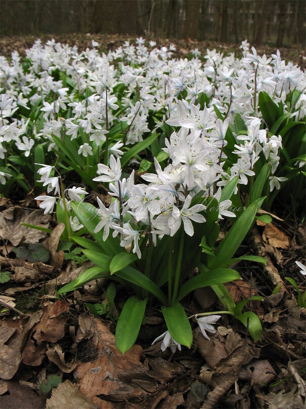 Пролеска (Сцилла) Мищенко / Scilla mischtschenkoana — фото 4