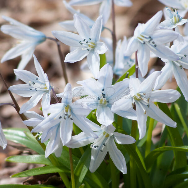 Пролеска (Сцилла) Мищенко / Scilla mischtschenkoana — фото 5