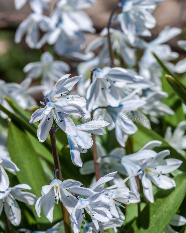 Пролеска (Сцилла) Мищенко / Scilla mischtschenkoana — фото 6