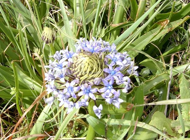 Пролеска (Сцилла) перуанская / Scilla peruviana — фото 3