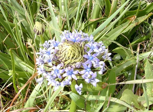 Пролеска (Сцилла) перуанская / Scilla peruviana — фото 3