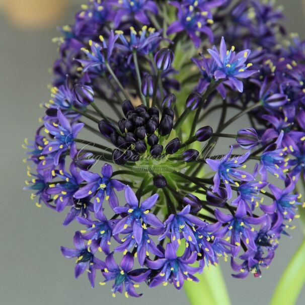 Пролеска (Сцилла) перуанская / Scilla peruviana — фото 4