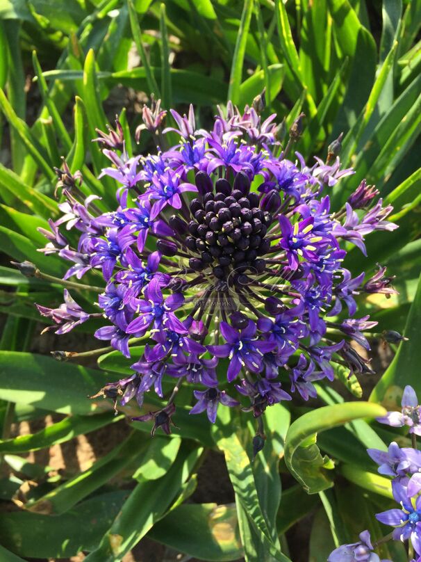 Пролеска (Сцилла) перуанская / Scilla peruviana — фото 6