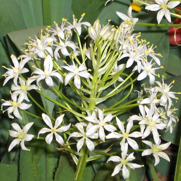 Пролеска (Сцилла) перуанская Вайт Мун / Scilla peruviana White Moon — фото 3