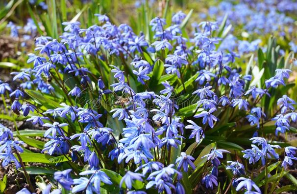 Пролеска (Сцилла) сибирская / Scilla siberica — фото 2