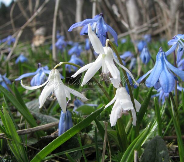 Пролеска (Сцилла) сибирская / Scilla siberica — фото 3