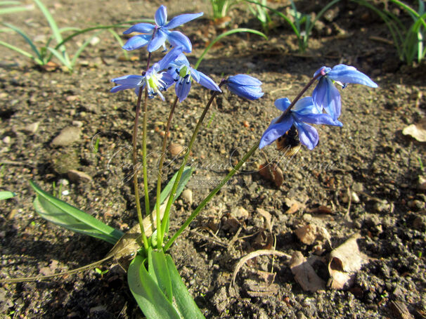 Пролеска (Сцилла) сибирская / Scilla siberica — фото 4