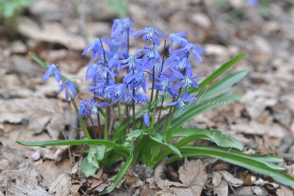 Пролеска (Сцилла) сибирская / Scilla siberica — фото 5