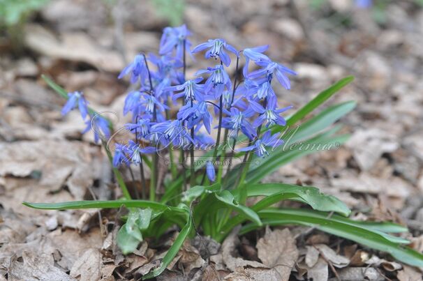 Пролеска (Сцилла) сибирская / Scilla siberica — фото 5