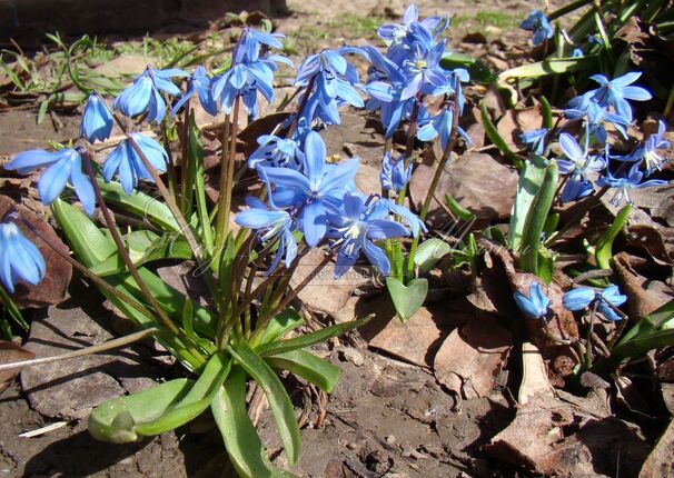 Пролеска (Сцилла) сибирская / Scilla siberica — фото 6