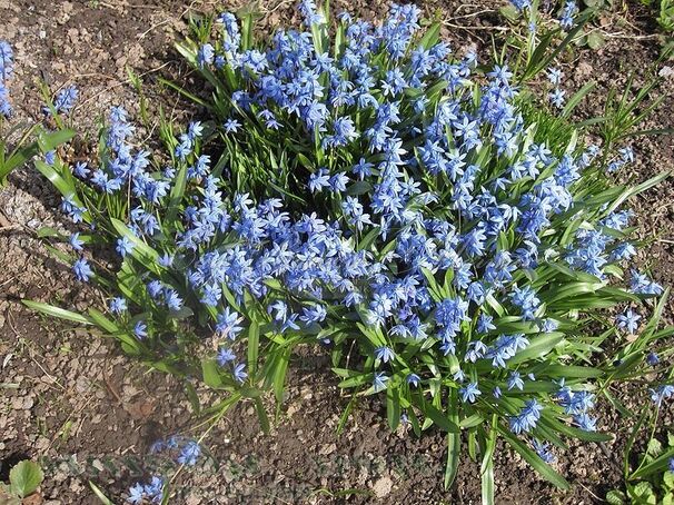 Пролеска (Сцилла) сибирская / Scilla siberica — фото 7