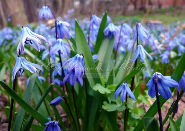 Пролеска (Сцилла) сибирская / Scilla siberica — фото 8