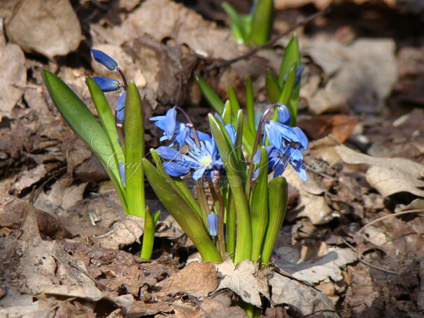 Пролеска (Сцилла) сибирская / Scilla siberica — фото 9