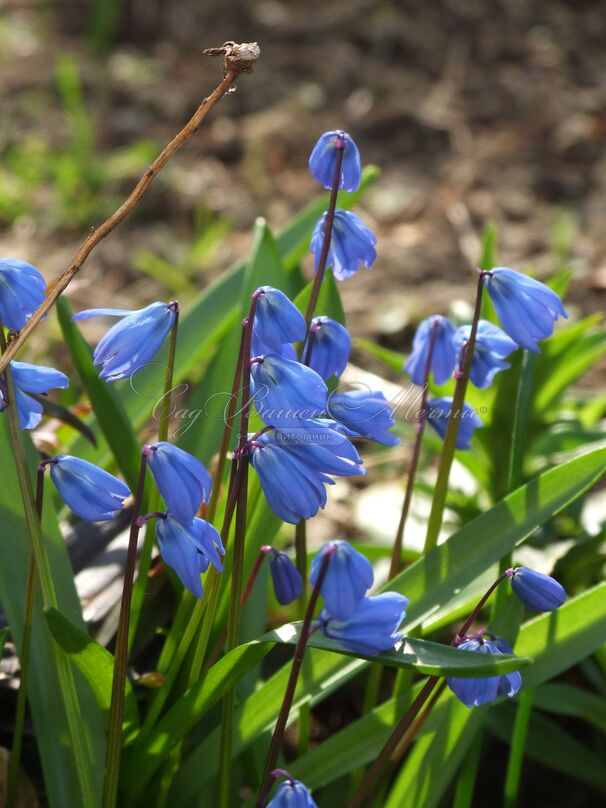 Пролеска (Сцилла) сибирская / Scilla siberica — фото 10