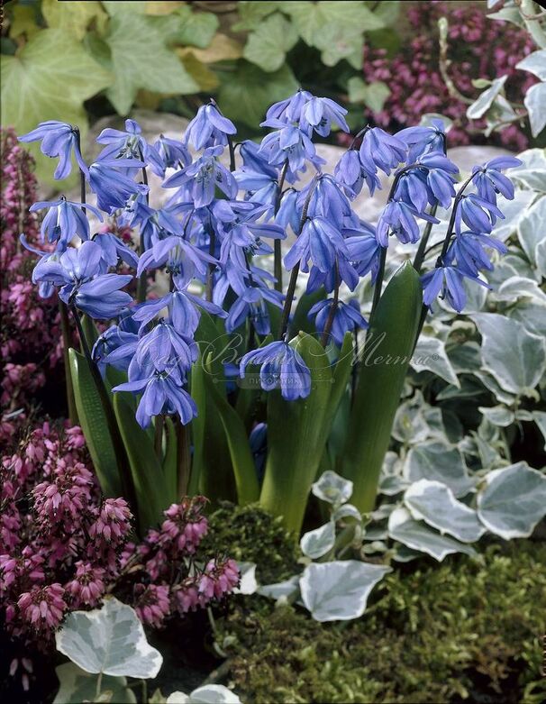 Пролеска (Сцилла) сибирская / Scilla siberica — фото 12