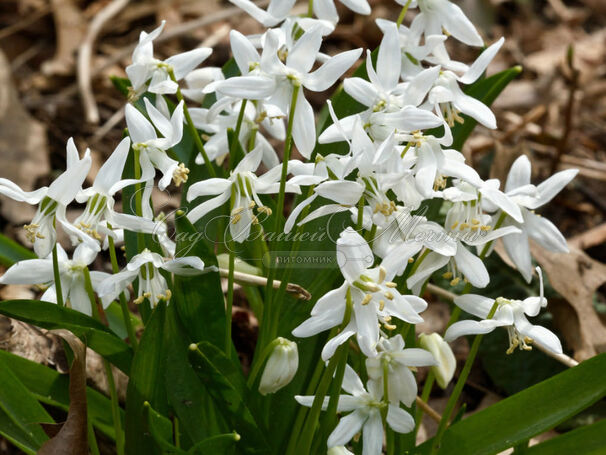 Пролеска (Сцилла) сибирская Альба / Scilla siberica Alba — фото 2